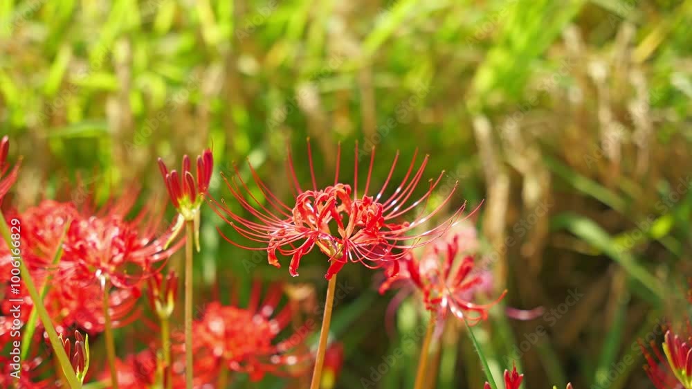 Japanese nature, higanbana and rice paddies, autumn scenery Japanese nature, higanbana and rice paddies, autumn scenery