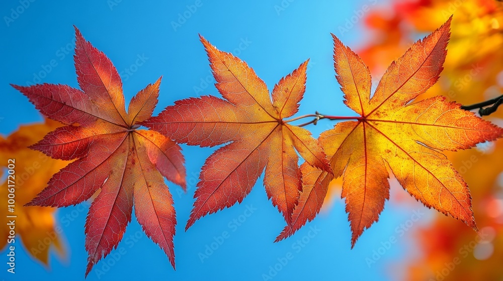 Autumn maple leaves against blue sky, vibrant Autumn maple leaves against blue sky, vibrant