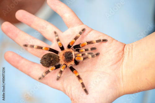 Tarantula spider on a man's hand close up. Tarantula spider as a pet.