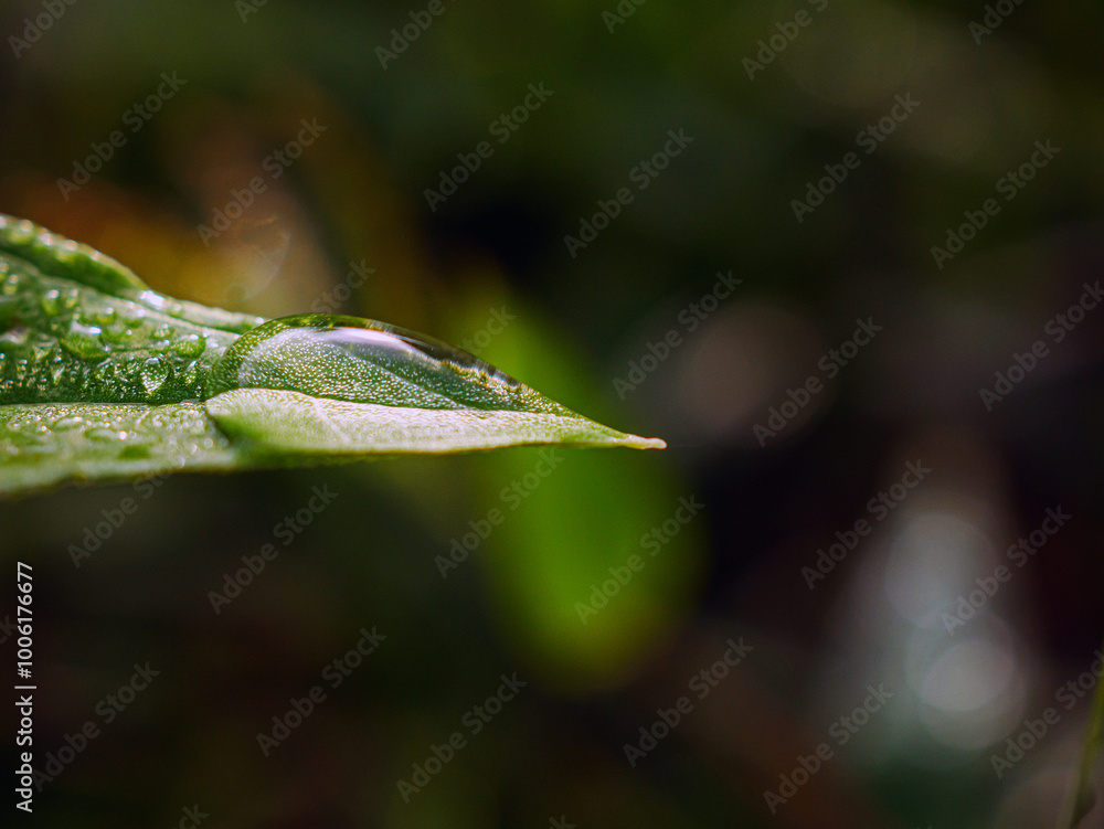Macro of fresh young spring green leaf highlighted reveal green leaf texture sprinkled with water drops Macro of fresh young spring green leaf highlighted reveal green leaf texture sprinkled with water drops