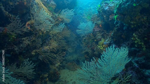 Wallpaper Mural A descent onto beautiful gorgonians thriving on a Mediterranean reef, their vibrant branches swaying gently in the current. Check my portfolio for more reef footage. Torontodigital.ca