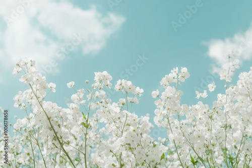 Soft White Flowers in a Clear Blue Sky