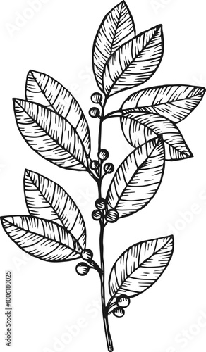 Yerba maté hand drawn engraved on isolated background. Vector botanical illustration of tea branch with leaves and fruits for logo, label, card, print, paper, template. Food and drink, medical plants