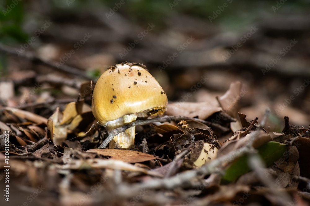 Seta, hongo, boletus, otoño, bosque, comestible, culinario, delicia, veneno, droga Seta, hongo, boletus, otoño, bosque, comestible, culinario, delicia, veneno, droga