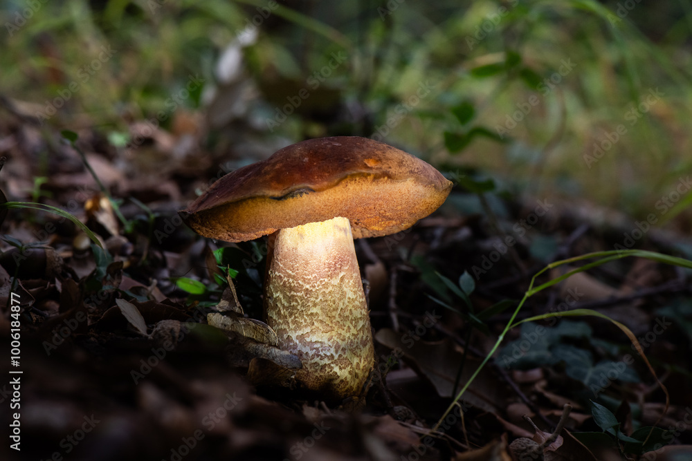 Seta, hongo, boletus, otoño, bosque, comestible, culinario, delicia, veneno, droga Seta, hongo, boletus, otoño, bosque, comestible, culinario, delicia, veneno, droga
