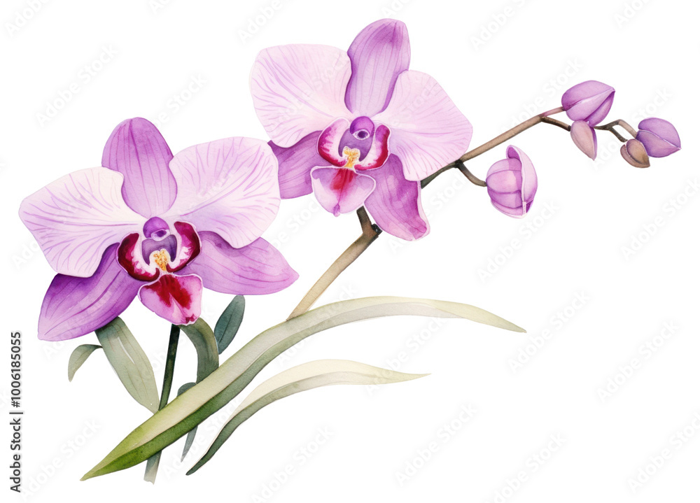 PNG Orchid blossom flower nature. PNG Orchid blossom flower nature.