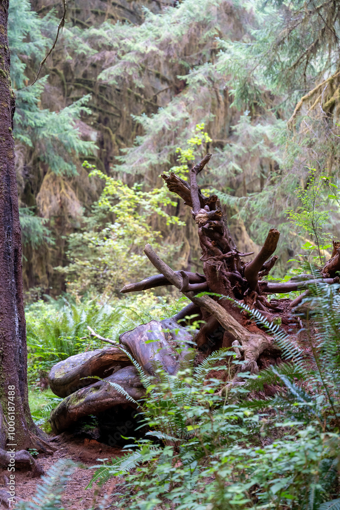 A great view of ferns and trees covered with moss in the Hoh Rainforest. A great view of ferns and trees covered with moss in the Hoh Rainforest.