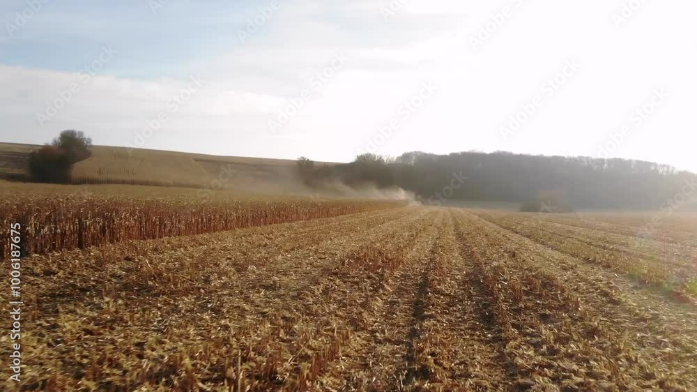 Corn Harvest at Sunset: Combine Harvester in Action Corn Harvest at Sunset: Combine Harvester in Action