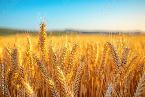 A detailed close-up panoramic view of golden wheat fields gently swaying in the breeze under a clear azure sky during a vibrant sunset. Warm sunlight casts a golden glow over the landscape.