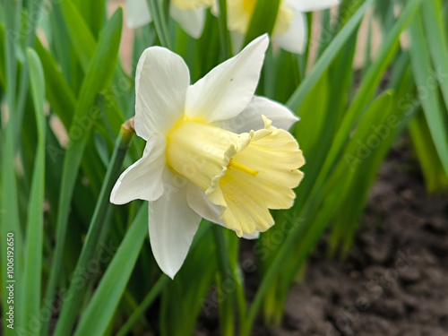 blooming daffodils, narcissus flowers in the garden