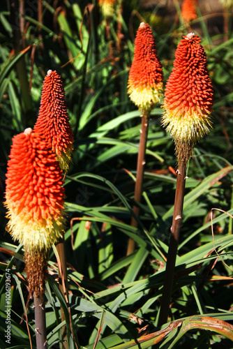 Torch lily, or Kniphofia caulescens flowers in a garden photo