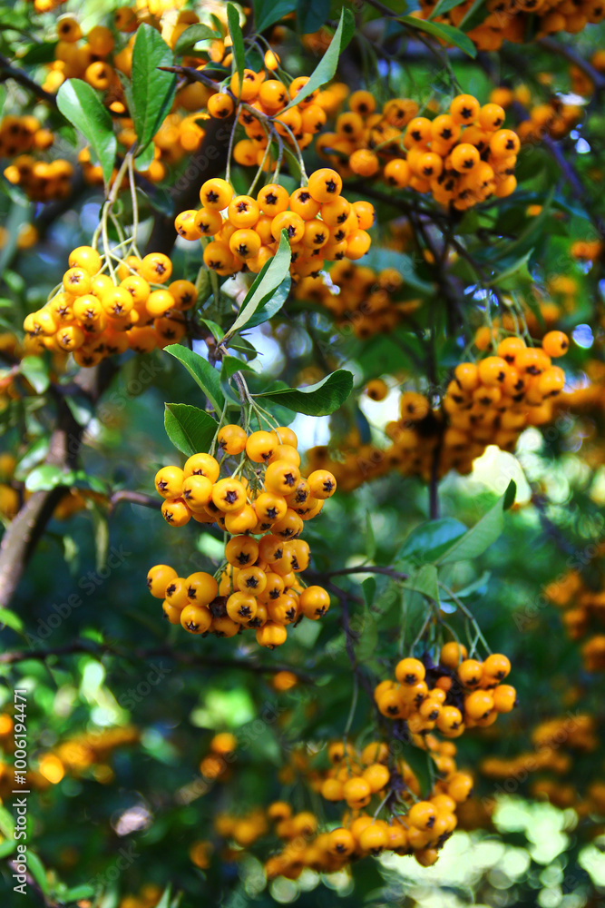 Pyracantha coccinea, or red firethorn, a popular decorative garden bush with bright orange berries Pyracantha coccinea, or red firethorn, a popular decorative garden bush with bright orange berries