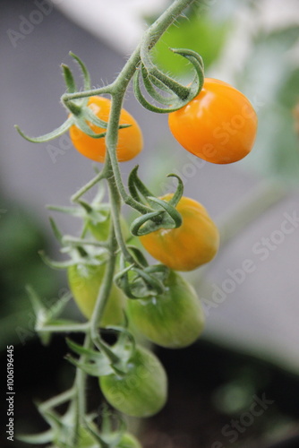Wallpaper Mural orange tomatoes cherry Torontodigital.ca