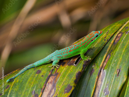 Blue tailed ornate day gecko of Mauritius 