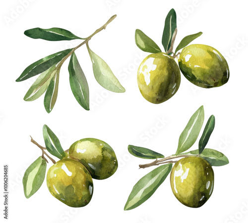 A watercolor painting of a branch with green olives and leaves against a whit...