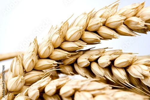 A detailed close-up panoramic view of golden wheat fields gently swaying in the breeze under a clear azure sky during a vibrant sunset. Warm sunlight casts a golden glow over the landscape.