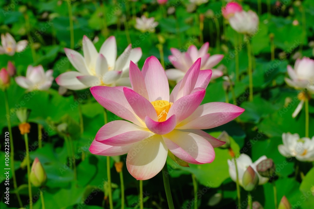 Fototapeta premium pink lotus in full blooming