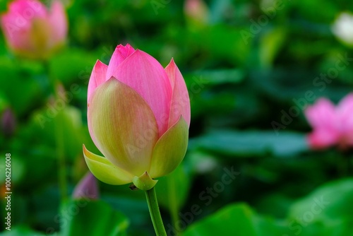 Landscape with lotus flower buds