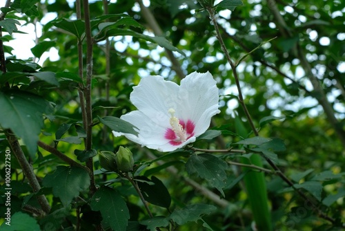 White Rose of Sharon flower