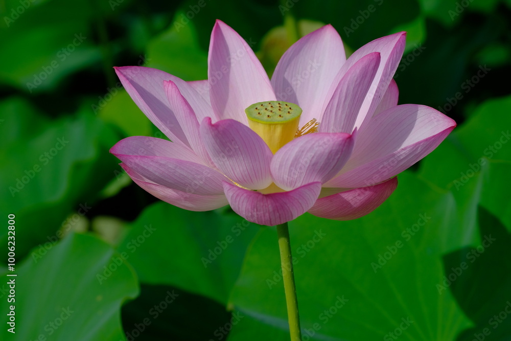 pink lotus in full blooming pink lotus in full blooming