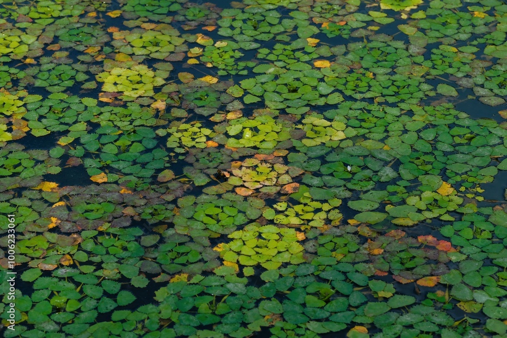 Aquatic plants floating on the water surface Aquatic plants floating on the water surface