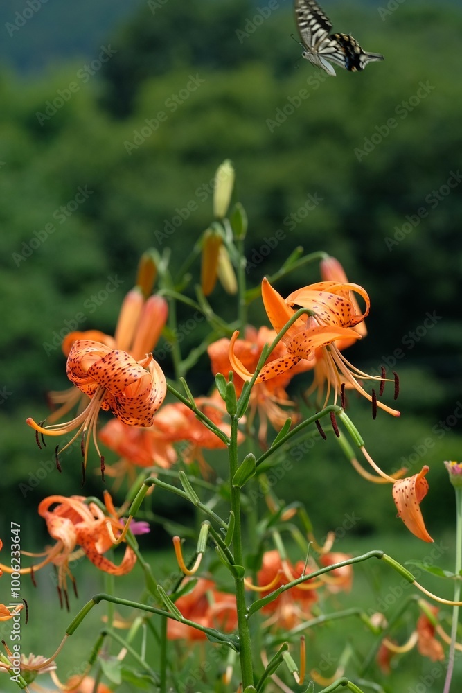 A swallowtail butterfly sucking nectar from a tiger lily A swallowtail butterfly sucking nectar from a tiger lily