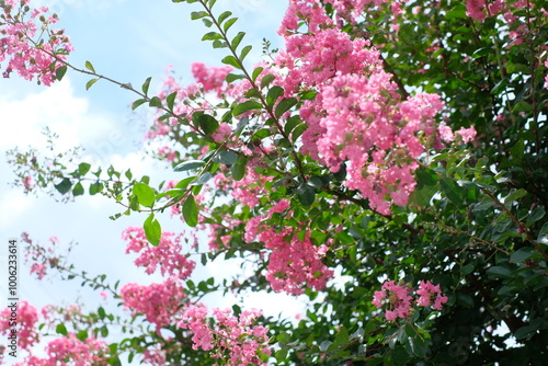 pink crape myrtle in full blooming