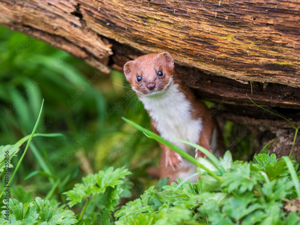 Weasel Looking Out in Grass Bank