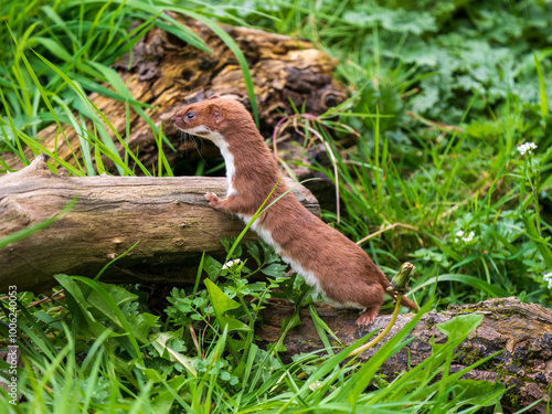 Weasel Looking Out in Grass Bank photo