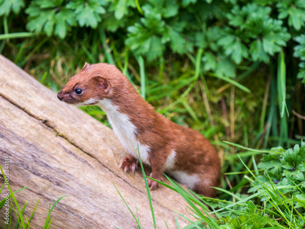 Weasel Looking Out in Grass Bank