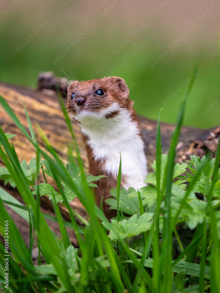 Weasel Looking Out in Grass Bank Weasel Looking Out in Grass Bank