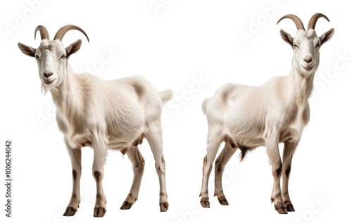 two goats isolated on transparent background