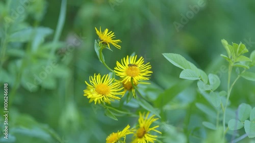 Yellow Flowers. Pentanema Salicinum. Plant Species In Genus Inula In Family Asteraceae. Elecampane Flowers In Wild. photo