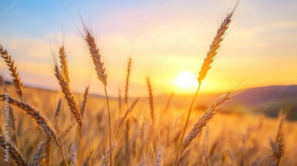 Obraz premium A detailed close-up panoramic view of golden wheat fields gently swaying in the breeze under a clear azure sky during a vibrant sunset. Warm sunlight casts a golden glow over the landscape.