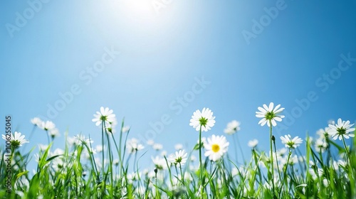 Bright Flowers Under Clear Blue Sky