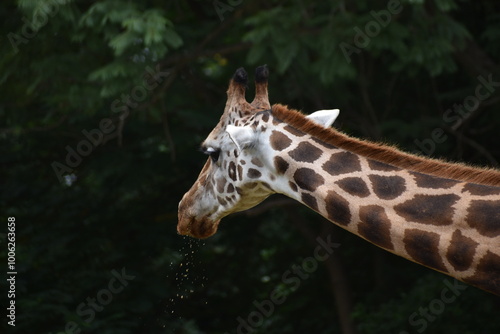 Photography giraffe in the zoo