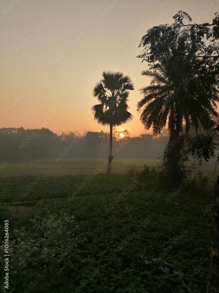 Obraz premium sunrise in the forest