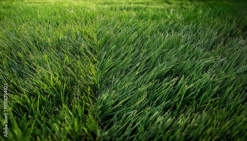 Closeup of a green grass field