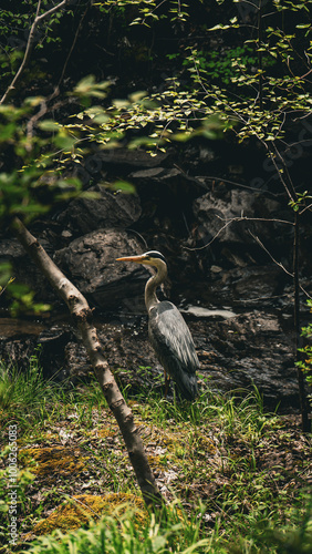 Tapety artystyczne Storch