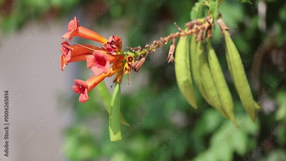 flowers of trumpet vine (campsis radicans)
flowers of trumpet vine (campsis radicans)