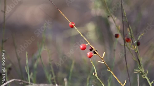 Osyris alba is a small perennial plant in the genus Osyris belonging to the Santalaceae family.	
 photo