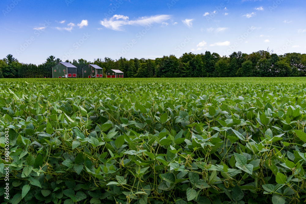 Fototapeta premium Storage facilities in a crop field