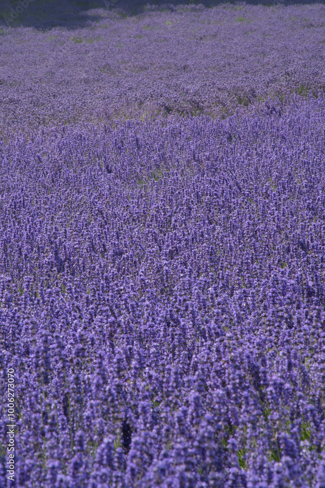Fototapeta premium 北海道中富良野町にあるラベンダー畑で有名なファーム富田の花畑