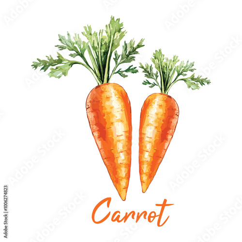 carrot in watercolor illustration style, isolated vector on white background