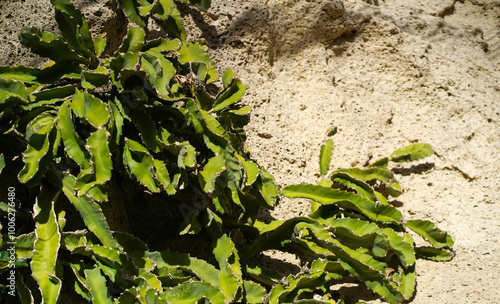 Floral botany background with a green cactus growing on the wall. photo