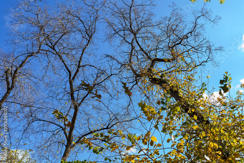 bare branches of trees in autumn against a background of blue sky, warm autumn day, autumn landscape