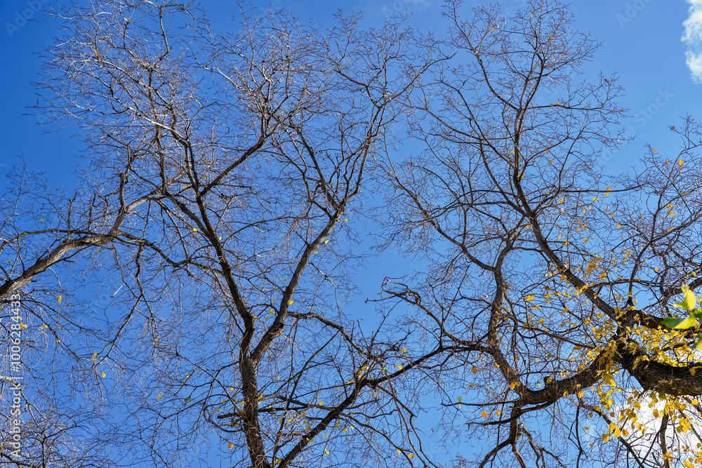 bare branches of trees in autumn against a background of blue sky, warm autumn day, autumn landscape bare branches of trees in autumn against a background of blue sky, warm autumn day, autumn landscape