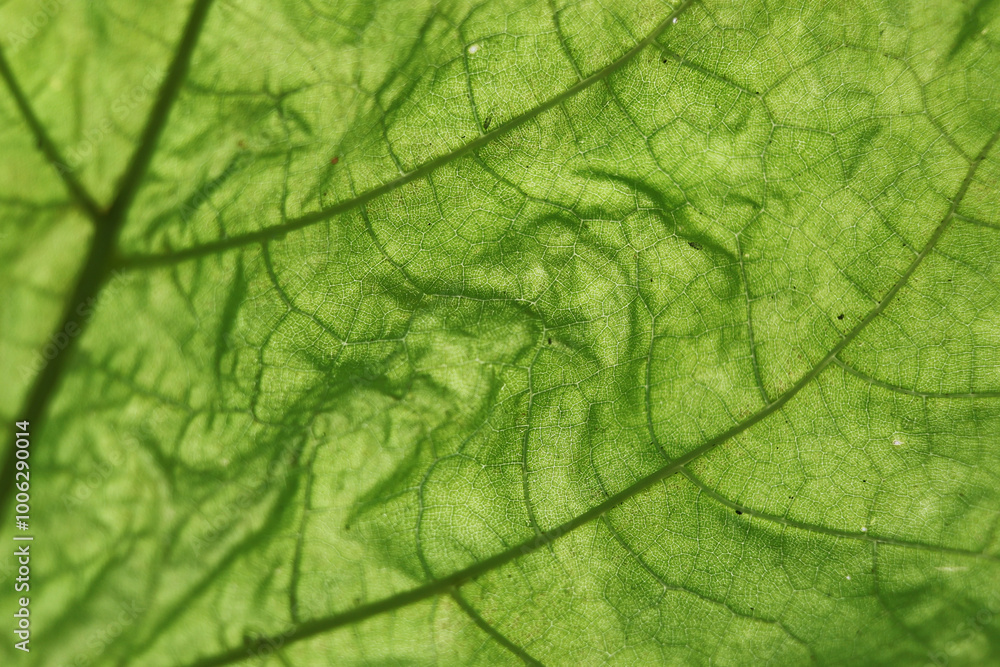 Obraz premium Green leaf detail background