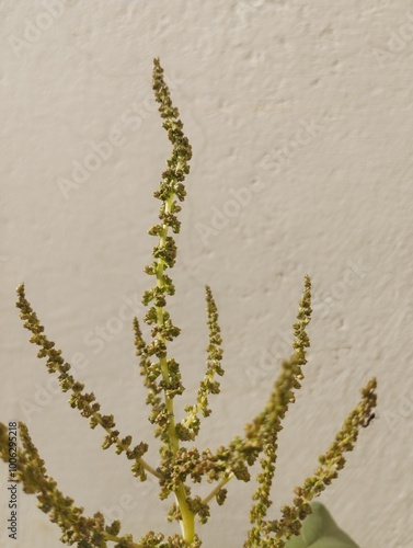 Close up Green amaranth Amaranthus hybrids in flower. Plant in the family Amaranthaceous growing as an invasive weed. photo