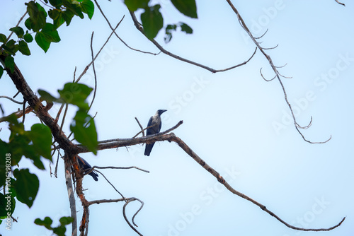 bird on a branch